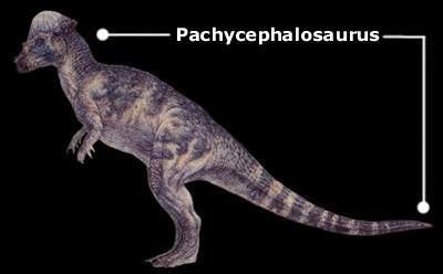 Pachycephalosaurus